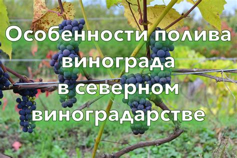 Особенности полива винограда в осенний период