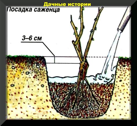 Особенности посадки весной