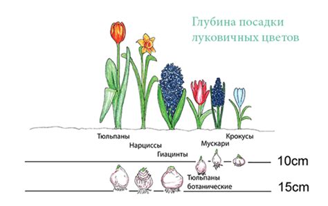 Особенности посадки мелколуковичных в Подмосковье