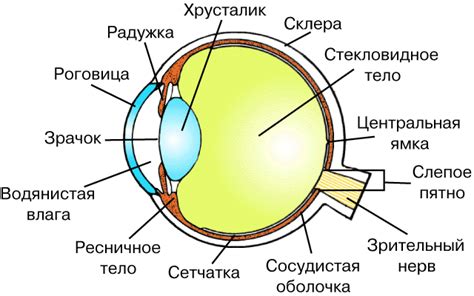 Особенности процесса изменения глаз