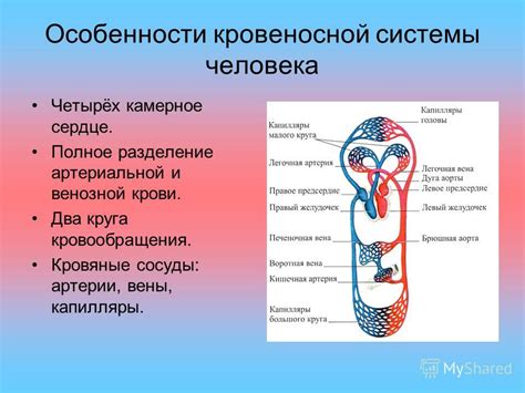 Особенности работы кровеносной системы плода