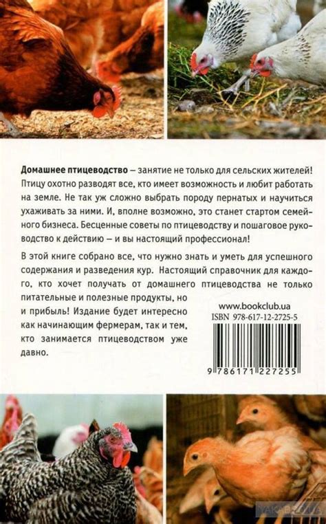 Особенности разведения кур-несушек