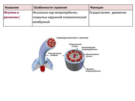Особенности размещения жгутиков