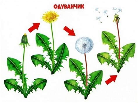 Особенности роста одуванчика