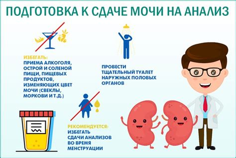 Особенности сдачи мочи в обед