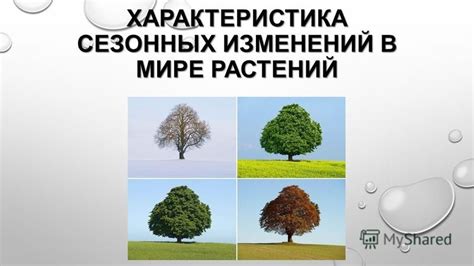 Особенности сезонных изменений
