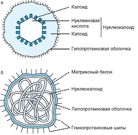 Особенности структуры и поведения вирусов