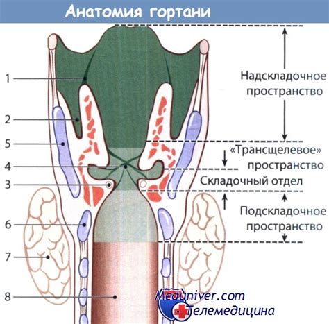 Особенности структуры и функционирования гортани