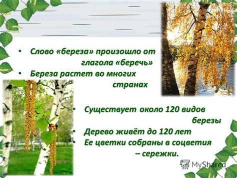 Особенности ухода за березой на кладбище