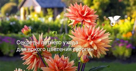 Особенности ухода за георгинами во время хранения