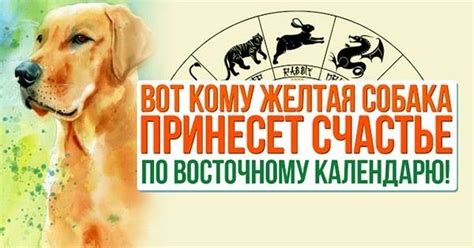 Особенности характера желтой земляной собаки