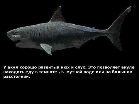 Особенность акул: видение в темноте