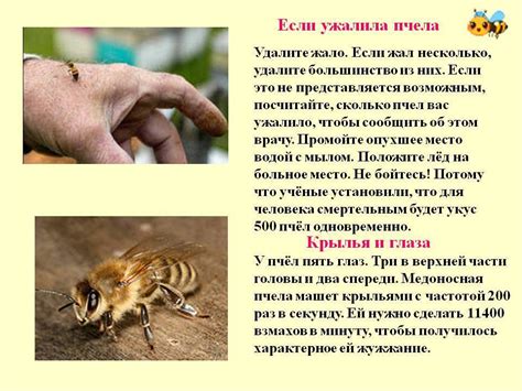 Оставляет ли пчела жало - научное объяснение