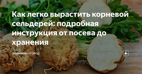 Осторожность при употреблении сырого корневого сельдерея