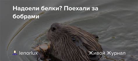 Ответственность за незаконное изъятие сваленных бобрами деревьев