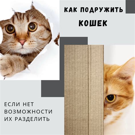 Отделить кошку от мыши