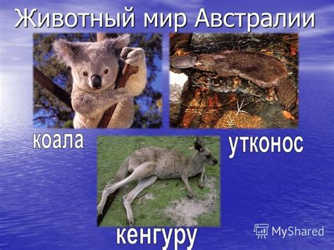 Открытие Восточного побережья Австралии