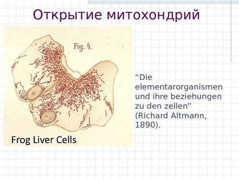 Открытие и названия митохондрий