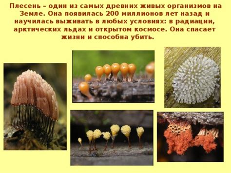 Открытие самых древних живых организмов