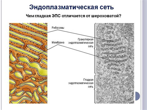 Открытие эндоплазматической сети