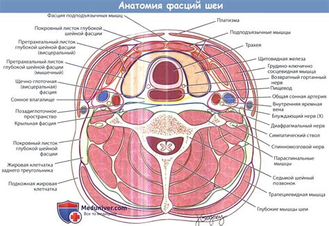 Отличия анатомии собачей и кошачьей шеи