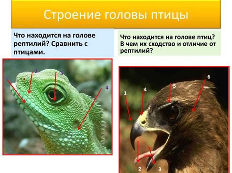Отличия птиц от рептилий