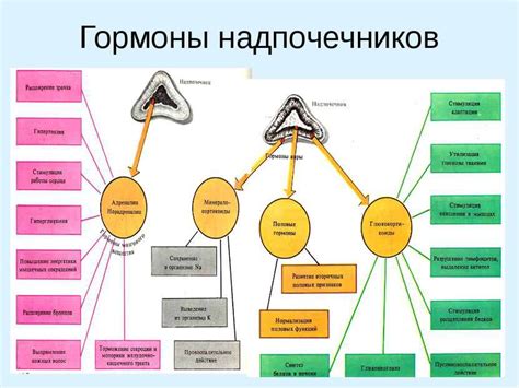 Отложение гормонов в организме