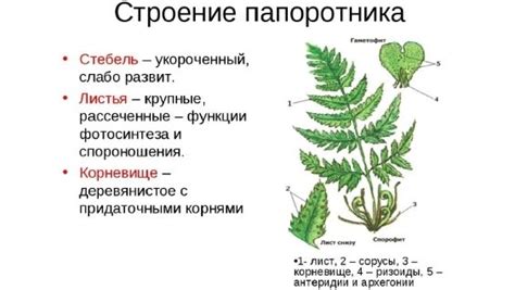 Отсутствие побегов-отпрысков