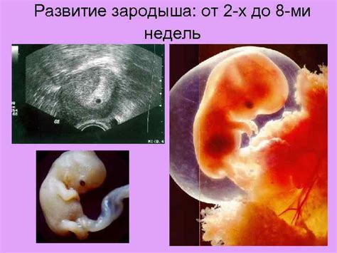 От оплодотворения до зародыша