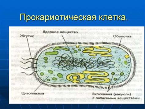 От прокариотических к эукариотическим клеткам