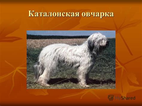 Официальное признание породы