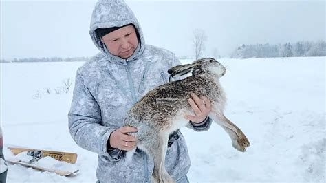 Охота на зайца с собаками