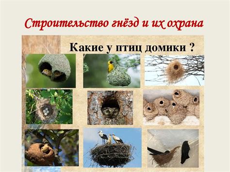Охрана гнезд и последствия