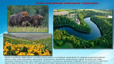 Охрана сибирской природы: сохранение видов, создание парков и заповедников