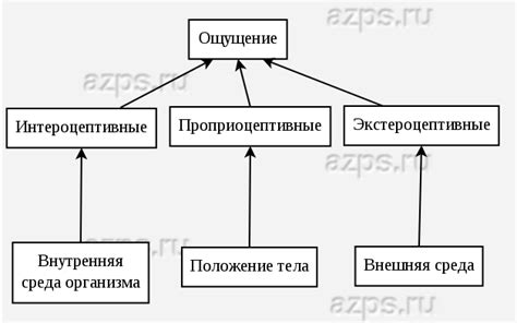 Ощущения и сигналы