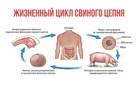 Паразиты и инфекции