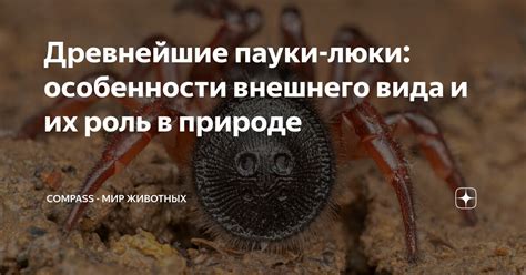 Пауки: роль в природе