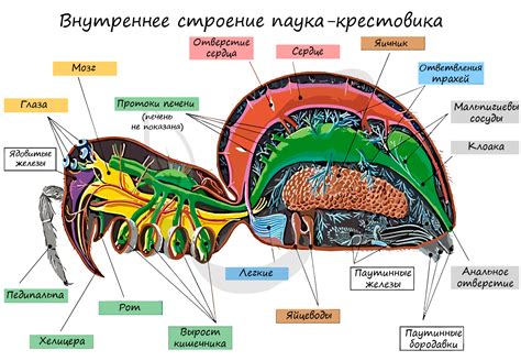Пауки: строение и анатомия