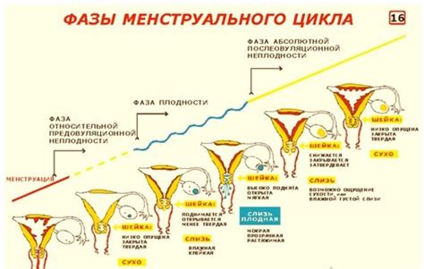 Первая фаза цикла: фолликулярная