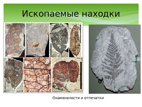 Первые пресмыкающиеся: ископаемые находки