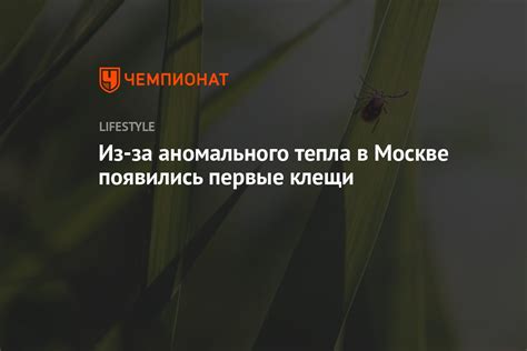 Первые признаки тепла в Москве