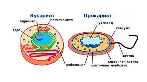 Первые прокариоты: основные характеристики и развитие