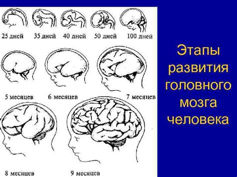 Первые этапы развития головного мозга