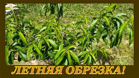 Первый этап обрезки