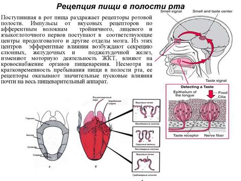Переваривание пищи в полости рта и желудке