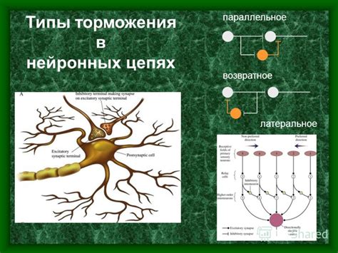Передача нервных импульсов