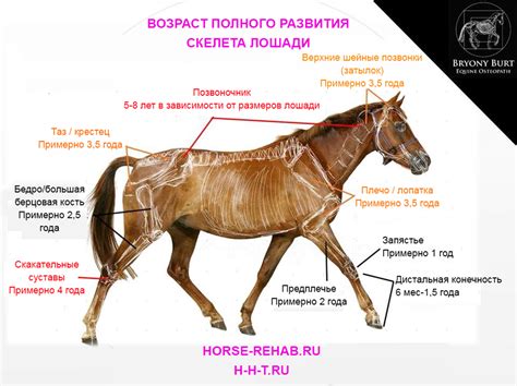 Перелом ноги у лошадей: основные проблемы и варианты решения