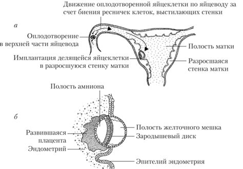 Перемещение яйцеклетки: