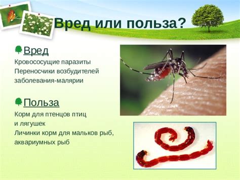 Переносчики болезней и вред для здоровья