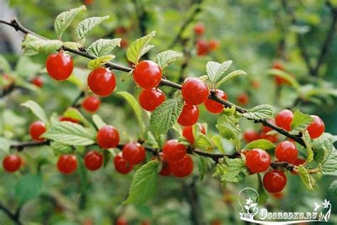 Перенос войлочной вишни: правила и рекомендации